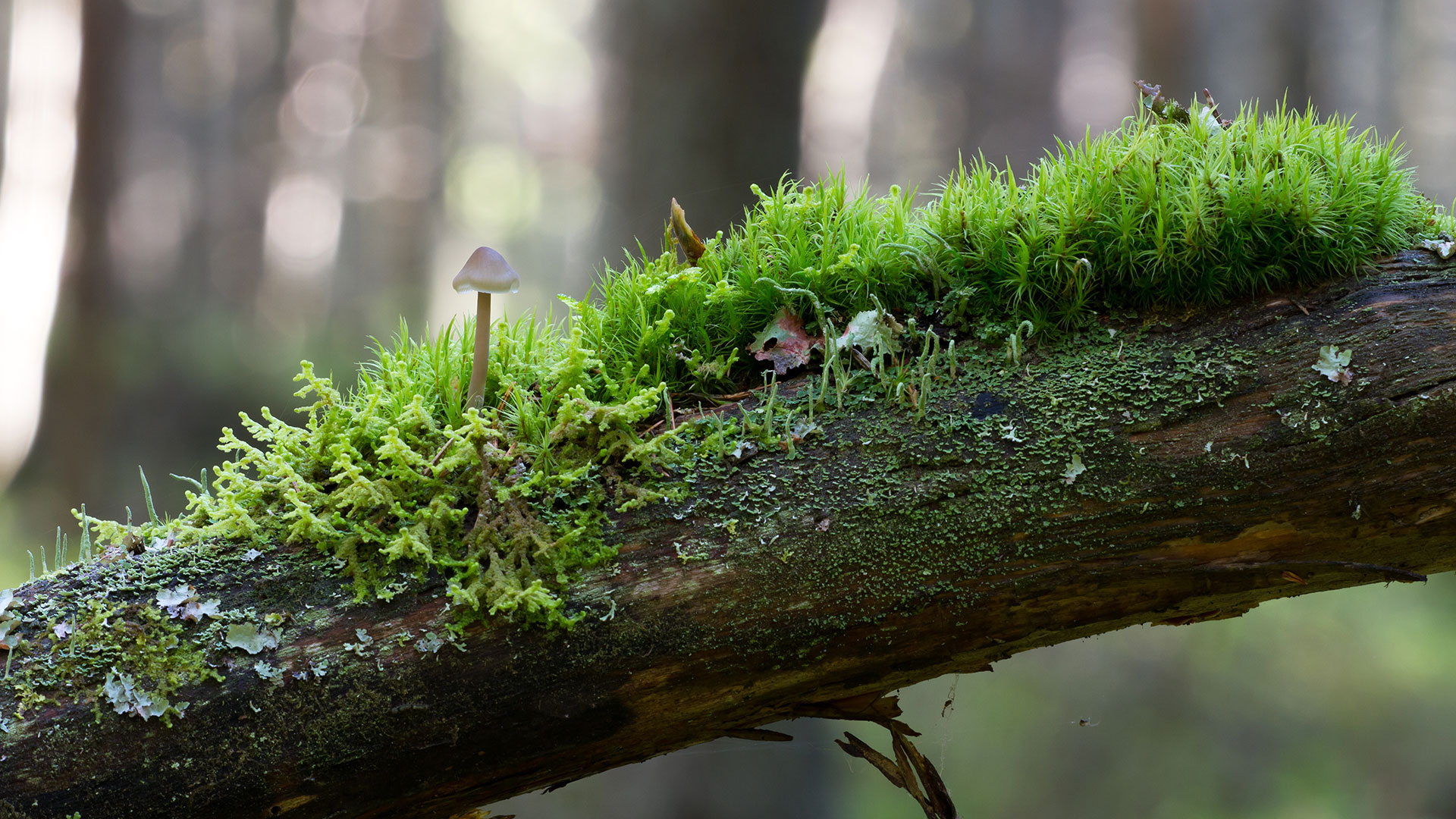 Image result for How does sustainable forestry enhance biodiversity? | UPM Specialty ...